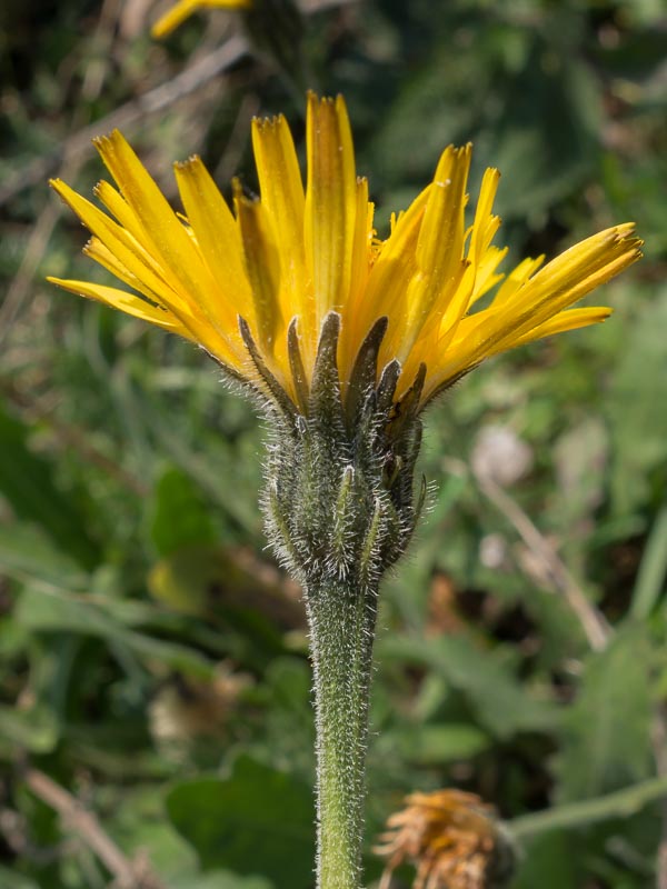 Asteracea a fiore giallo- Leontodon sp.